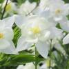 Aquil�gia 'Kristall'