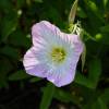 Onagra-rosa 'Siskiyou'