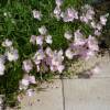 Onagra-rosa 'Siskiyou'
