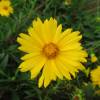 Coreopsis lanceolada amarela