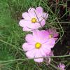 Coreopsis lanceolada rosa