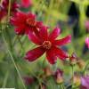 Coreopsis lanceolada vermelha