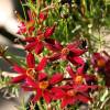 Coreopsis lanceolada vermelha