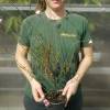 Vela-da-Pradaria bicolor