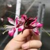 Vela-da-Pradaria bicolor