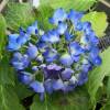 Hort�nsia azul