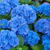 Hort�nsia azul