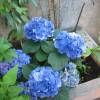 Hort�nsia azul