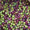 Oliveiras : Variedades de Produ��o