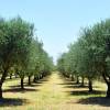 Oliveiras : Variedades de Produ��o