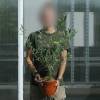 Oliveiras : Variedades de Produ��o