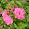 Roseira paisagstica rosa 'Fairy rood'