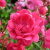 Roseira paisagstica rosa 'Fairy rood'