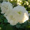 Roseira paisagística branca 'Little White Pet'