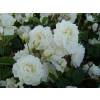 Roseira paisagística branca 'Little White Pet'