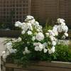 Roseira paisagstica branca 'Little White Pet'