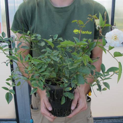 Roseira paisagística branca 'Little White Pet'