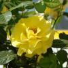 Roseira 'Reine Lucia'