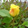 Roseira 'Reine Lucia'