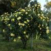 Roseira 'Reine Lucia'