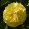Roseira 'Reine Lucia'