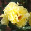 Roseira 'Reine Lucia'
