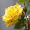 Roseira 'Reine Lucia'