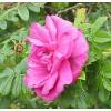 Roseira 'Roseraie de l'Hay'