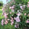 Roseira paisagística rosa 'The Fairy'