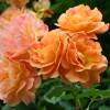 Roseira 'Westerland'