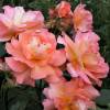 Roseira 'Westerland'