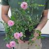 Roseira 'Pablito'