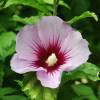 Hibisco 'Hamabo'