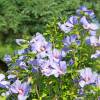 Hibisco azul