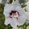 Hibisco branco com corao vermelho