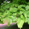 Parrotia persica