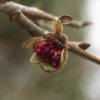 Parrotia persica