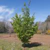 Parrotia persica