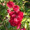 Roseira paisagística rosa escuro'Fairy Donkerrood'