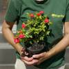 Roseira paisag�stica rosa escuro'Fairy Donkerrood'