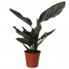 Calathea, folhagem rosa