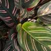 Calathea, folhagem rosa