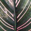 Calathea, folhagem rosa