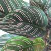Calathea 'Ornata' -C12