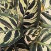 Calathea, folhagem verde e branca