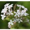 Abelia triflora