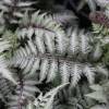 Feto Athyrium nipponicum 'Ghost'