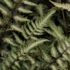 Feto Athyrium nipponicum 'Ghost'