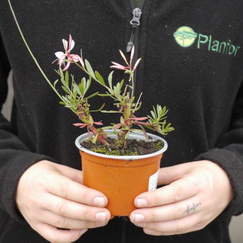 VeladaPradaria branco venda VeladaPradaria branco / Gaura