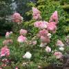 Hortnsia de panculas 'Vanille Fraise'